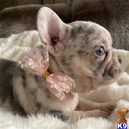 COUTURE WEST FRENCHIES Picture 3